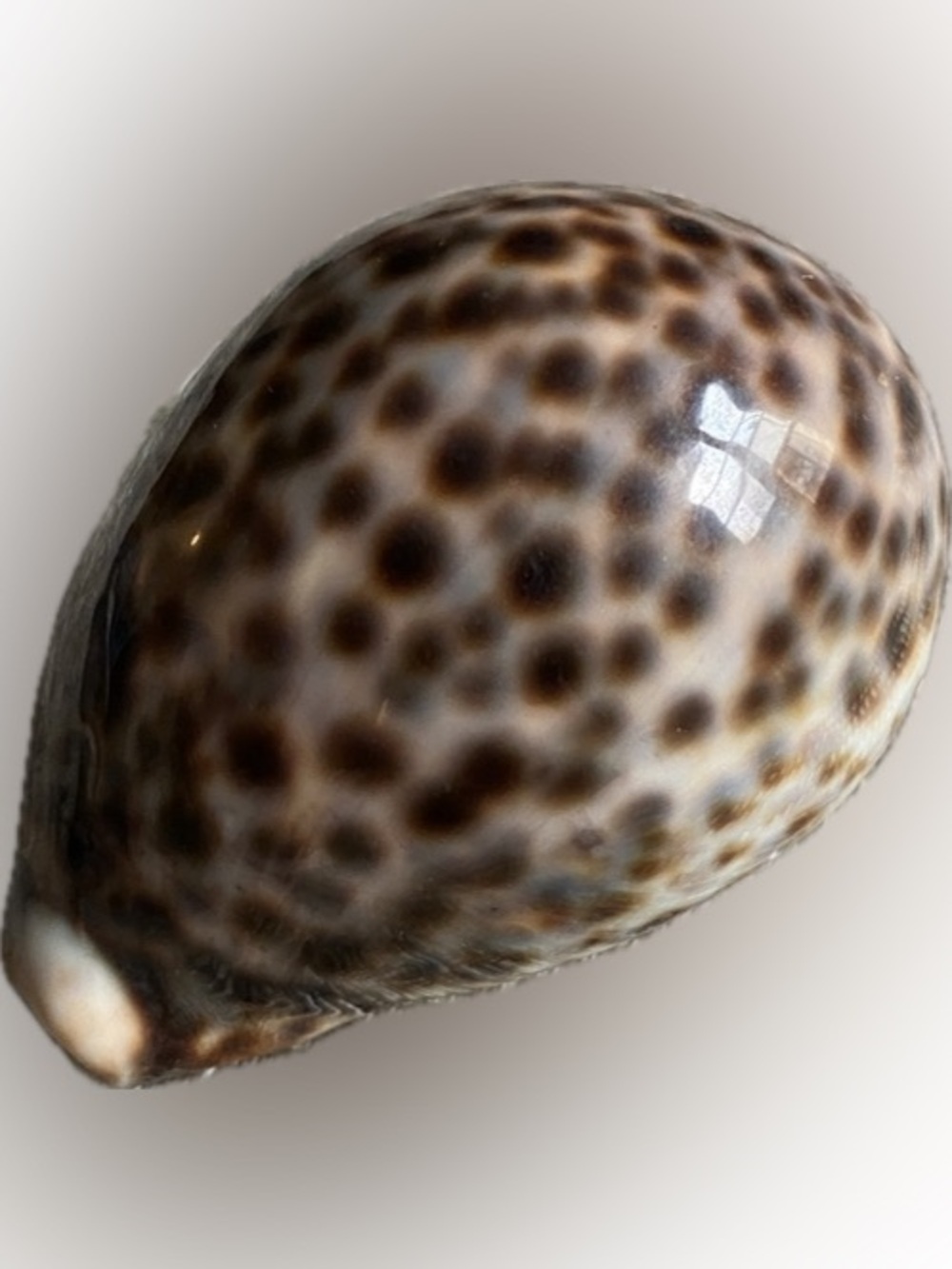 Glossy 3" Tiger Cowrie Sea Shell – Natural Decorative Specimen (Cypraea Tigris)